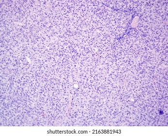 Histology Of Murine Liver Tissue