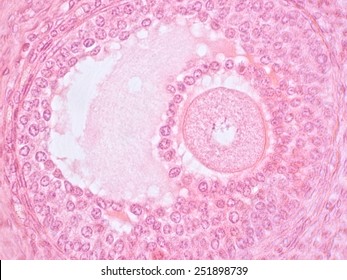 Histology Of Ovary,tertiary Follicle                        