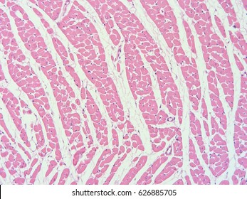 Histology Rat Heart Show Cardiac Tissue Stock Photo 626885705 ...