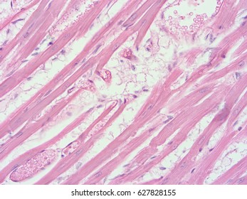 Histology Rat Heart Show Cardiac Tissue Stock Photo (Edit Now) 627828407