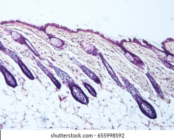 Histology of skin mammal tissue, show epithelium tissue and connective tissue with microscope view