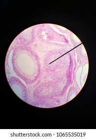 Histology Slide Under Microscope Stock Photo 1065535019 | Shutterstock