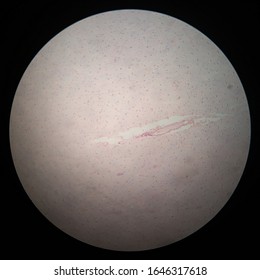 Histology Specimen Which Shows Brain Cells - Cerebral Cortex Under Light Microscope With Hematoxylin Eosin Stain 