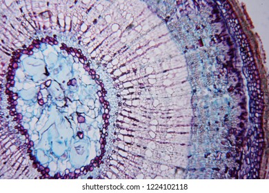 109 Tilia Stem Cross Section Images, Stock Photos & Vectors | Shutterstock