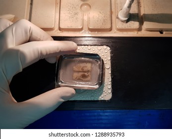 Histopathology Slide Processing 