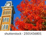 The historic building of Old Main next to a maple tree on the campus of the University of Arkansas. 