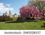 Historic buildings and a tree with blooming pink flowers in Central Park, Manhattan, New York City