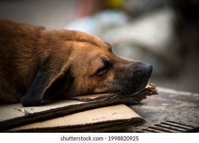 In The Historic City Of Cachoeira, Bahia, Brazil, The Dog Rests On Top Of An Old Car.