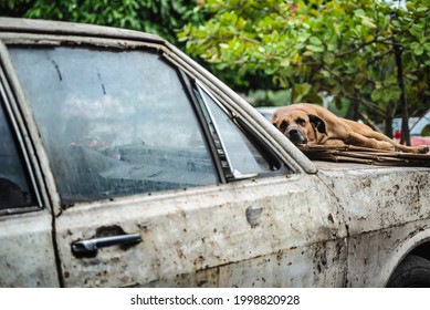 In The Historic City Of Cachoeira, Bahia, Brazil, The Dog Rests On Top Of An Old Car.