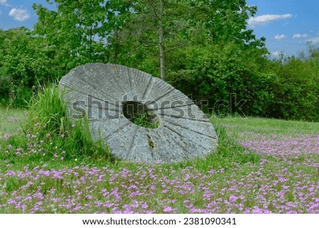 historic Millstone on a lawn surrounded by beautiful little violet flowers, shrubs in the background