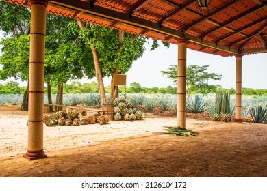 Historic Tequila Farm At Mexico