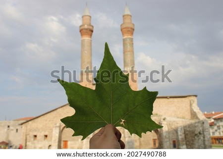 historical sivas double minaret. Ottoman and Seljuk buildings. double minaret mosque.sivas çifte minare.sycamore leaf in male hand. 