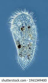 Histriculus, Portrait Of Single Living Hypotrich Ciliate Cell, Phase Contrast Microscopy