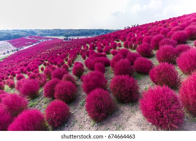 Hitachi Seaside Park , Ibaraki , Japan