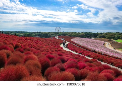 Hitachi Seaside Park In Japan