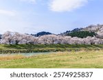 Hitome Senbonzakura, Ogawara Town, Miyagi Prefecture
