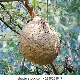 Hive of the Asian Hornet Wasp. - Shutterstock ID 2239153947