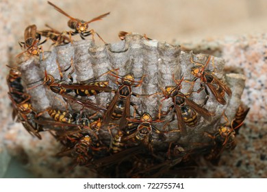 hive, bee