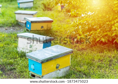hive swarm, make increase from colony, make up nucleus, nuc hive rearing. Yellow hives for cuttings of honey bees nucleuses in garden among grass