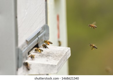 Hives Apiary Bees Flying Landing Boards Stock Photo 1468621340 