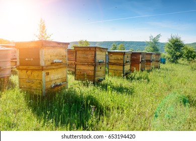 Hives in an apiary with bees flying to the landing boards. Apiculture - Shutterstock ID 653194420