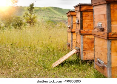Hives of bees in the apiary - Shutterstock ID 499808800