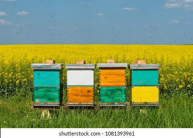 hives with bees in the field with oilseed rape