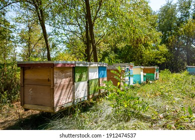 Hives Of Different Size And Color Stand In The Apiary Surrounded By Trees. Summer Day. No People.