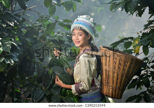 Hmong girl collecting coffee at the coffee\
plantation Portrait of beautiful young asian lady Akha tribe,Akha\
hill picking arabica coffee  and green on its branch tree at\
plantation, Chiang Rai\
Thailan