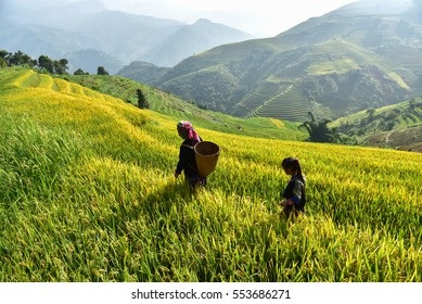 Hmong mother and daughter working in the rice fields in Vietnam.