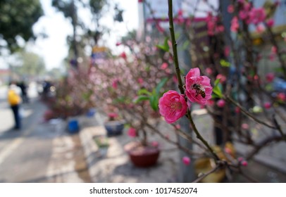 Hoa Dao Often Bloom In Spring