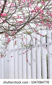 Hoa Dao/Peach Flower Blossom In North Of Vietnam 