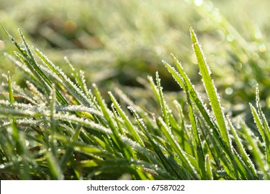 Hoar Frost Green Grass Under Autumn Sun