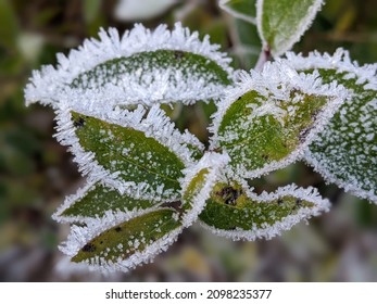 Hoar Frost On Leaves In Winter