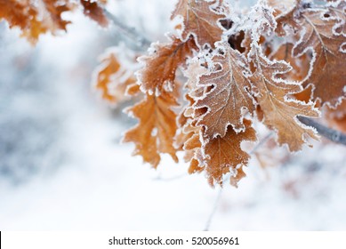 Hoar Frost On Oak Leaves 