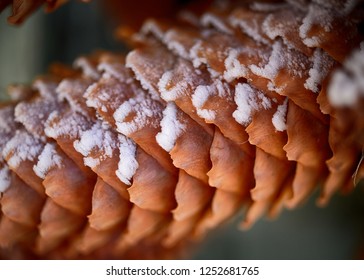 Hoar Frost On Pinecone