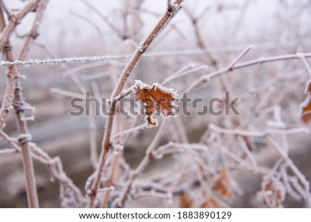 Hoar frost on plants, cold winter morning, foggy morning