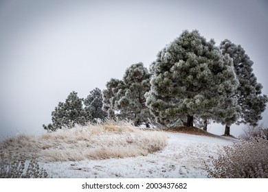 Hoar Frost And Snow Making A Beautiful Winter Scene In Aurora, CO, USA