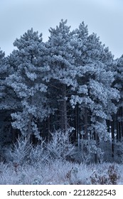 Hoar Frost In Wisconsin Woods