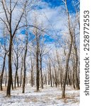 Hoar-frost covered trees in winter