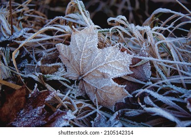 Hoarfrost on an acorn leaf between blades of grass