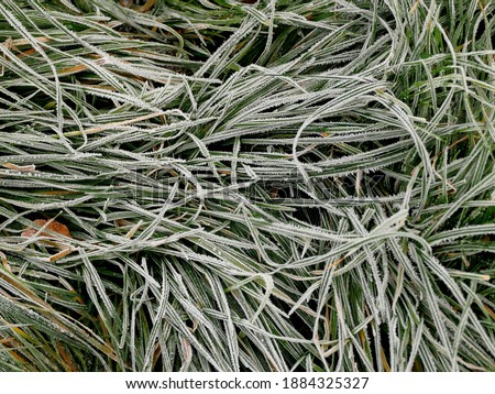 hoarfrost on grass in winter