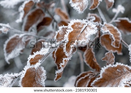 hoarfrost on the leaves, hoarfrost on beech leafs, frosty time, fagus sylvatica