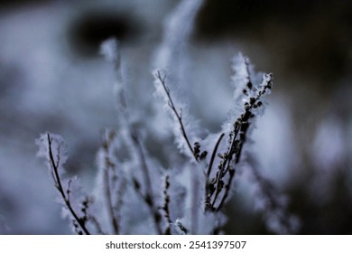 Hoarfrost on plants in the winter forest. Natural background. - Powered by Shutterstock