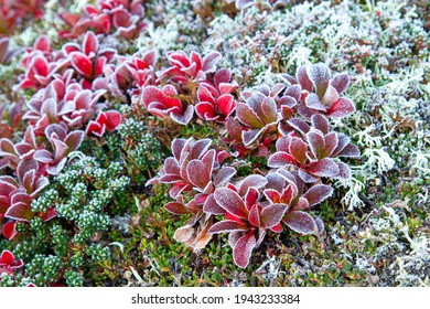 Hoarfrost On Salix Herbacea, The Dwarf Willow, Least Willow Or Snowbed Willow