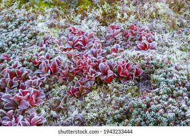 Hoarfrost On Salix Herbacea, The Dwarf Willow, Least Willow Or Snowbed Willow