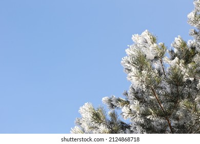 
Hoarfrost on spruce branches, in winter and in the sun, in full screen.