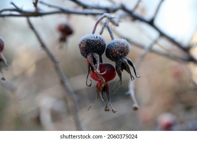 Hoarfrost on top rosehip berries. Frosted red rose berries were photographed in Finland during an ice cold and freezing day. Closeup color image.