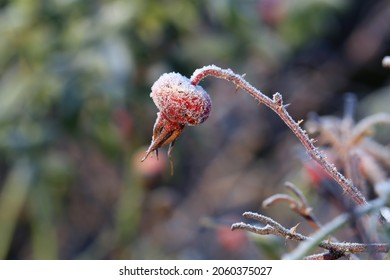 Hoarfrost on top rosehip berries. Frosted red rose berries were photographed in Finland during an ice cold and freezing day. Closeup color image.