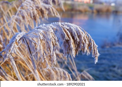 Hoarfrost Reeds On The Edge Of A Lake In The Cold Winter In Budapest Suburb, Hungary